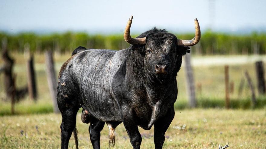 Il toro impressionante che sarà il 'Bou de la Fira 2026' di quest'anno a Onda