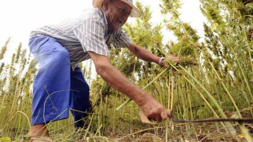 Agricultores, la universidad y el Ayuntamiento de Callosa de Segura hicieron ayer una demostración de siega tradicional en la parcela experimental.