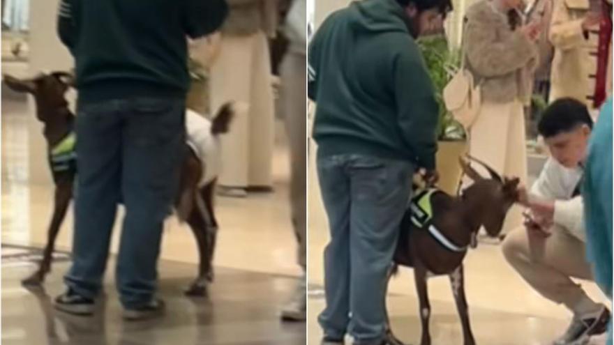 Asombro en Sevilla por la aparición de una cabra con pañales en un centro comercial: "¿Esto es normal?"