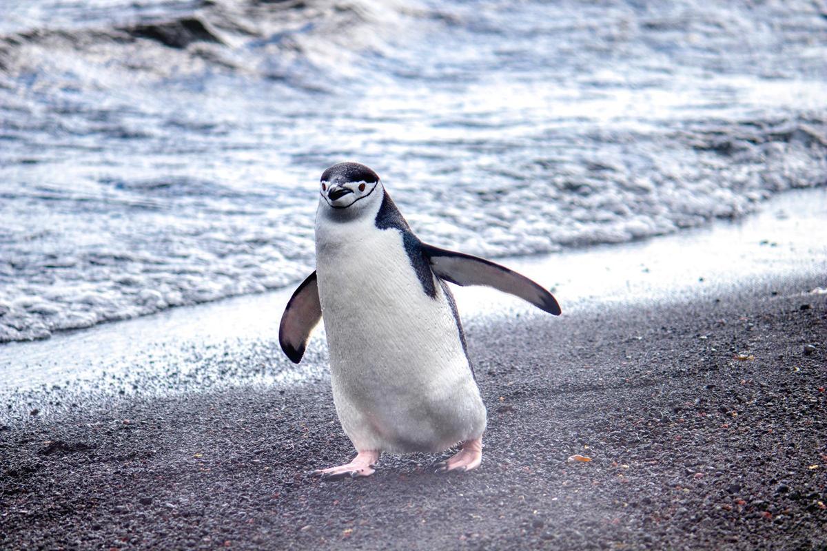 Un ejemplar de pingüino barbijo.