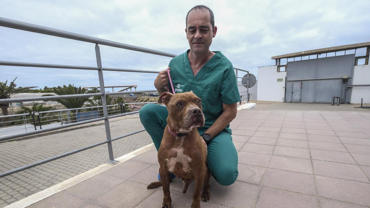 Merlín, Polo y León buscan familia en el Albergue Insular de Animales del Cabildo de Gran Canaria
