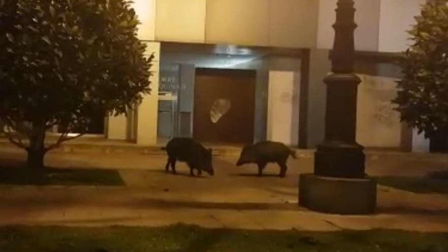 Dos jabalíes en la zona de la losa de Renfe en abril del año pasado.