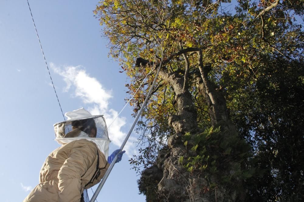 Retiran un nido de avispa asiática en la Finca de