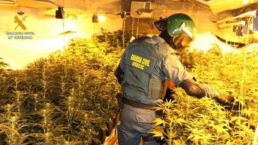 La Guardia Civil desmantela una plantación de marihuana en Almodóvar