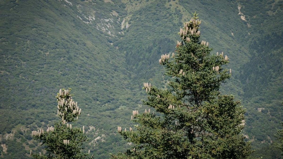 Pinsapos en la Sierra de las Nieves