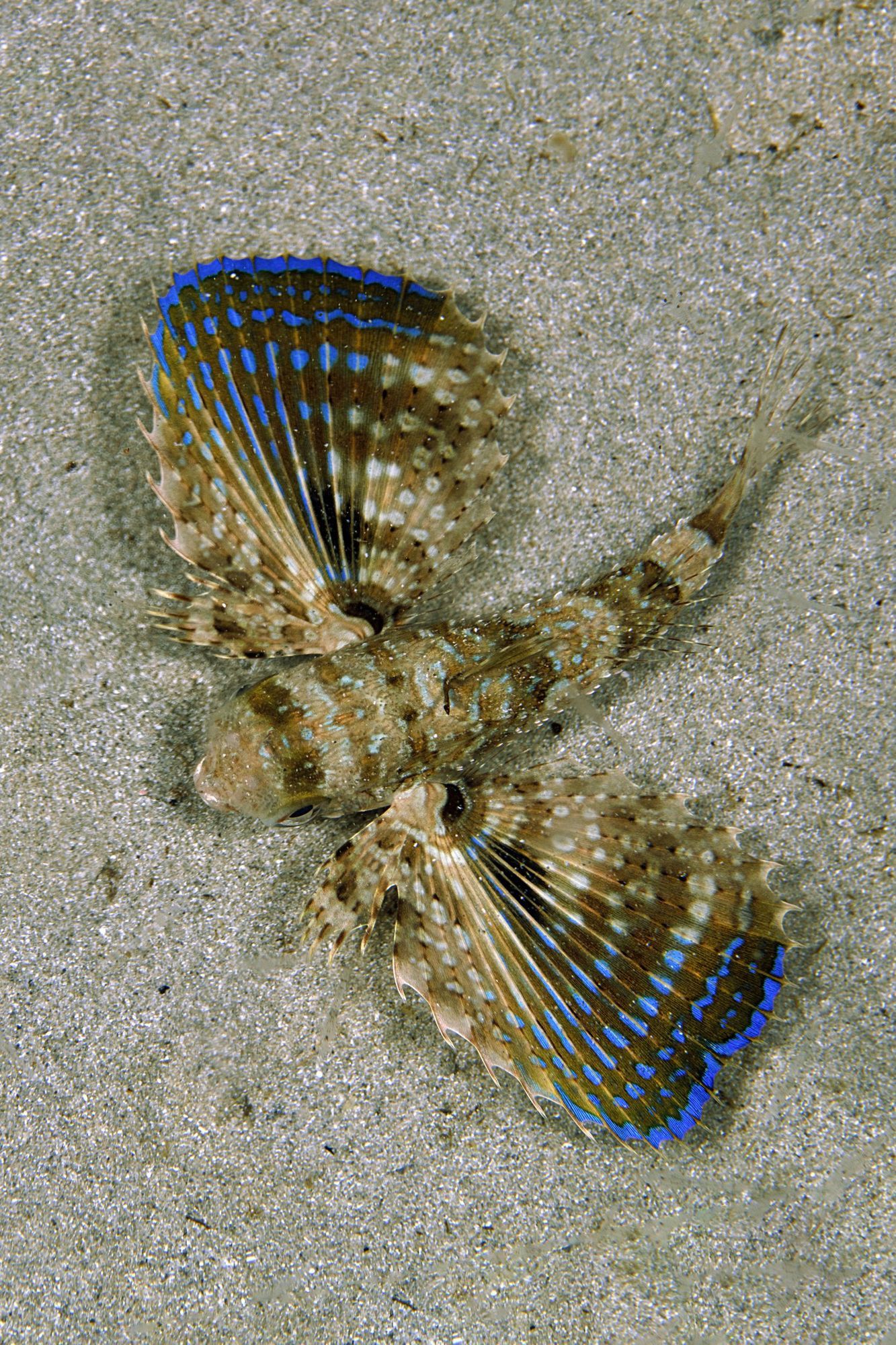 Juvenil de pez roncador posado en el fondo de arena de la playa de Cala Llonga (Ibiza).