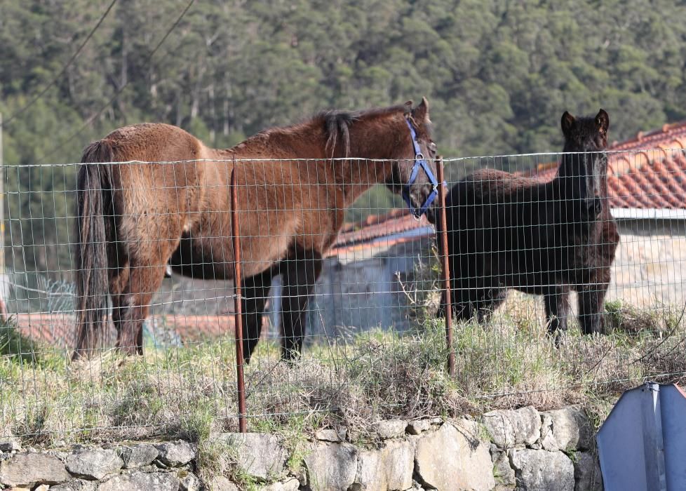 Nace en Oia el primer criadero de caballos gallegos de pura raza de la Serra da Groba