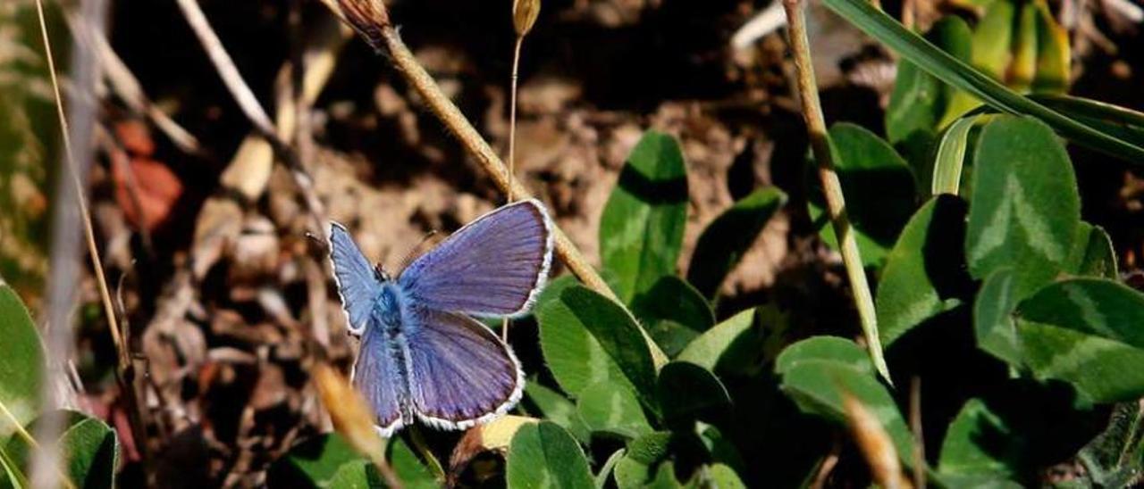 Más mariposas que en toda Inglaterra