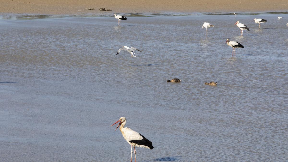 Els Aiguamolls de l’Empordà és un indret per contemplar.