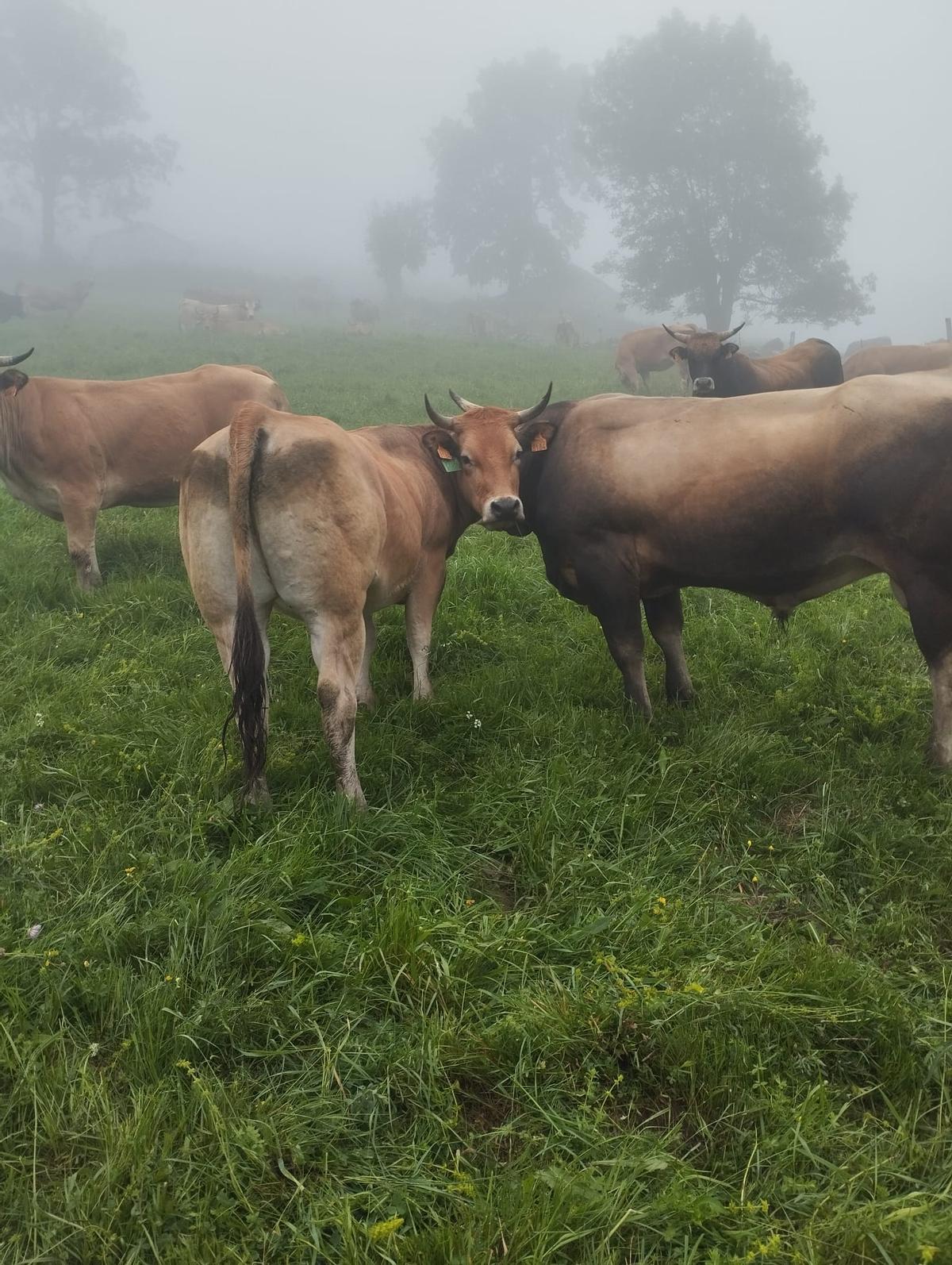 Las vacas de César Lillo en los montes de Aller