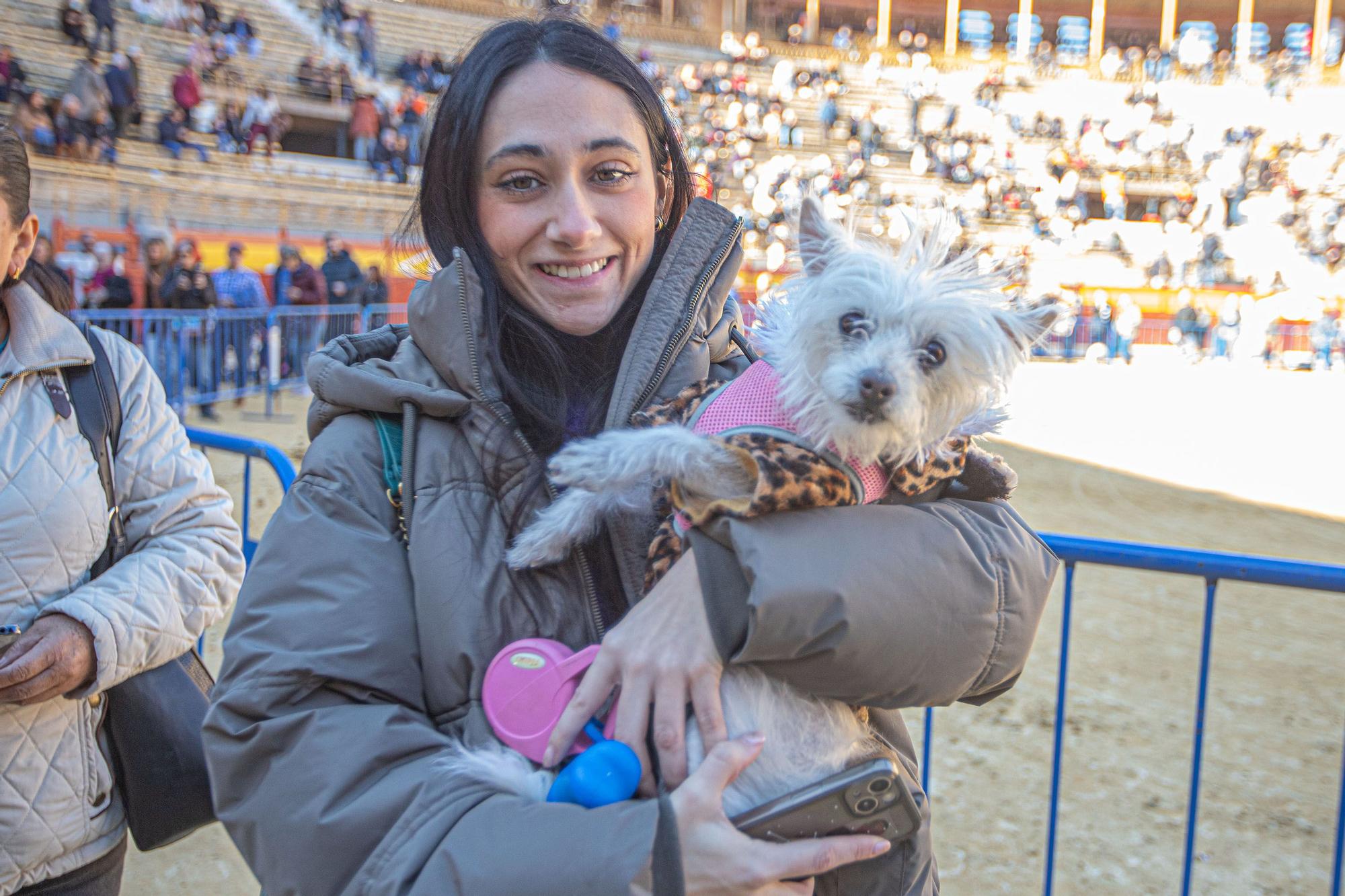 Concurso ecuestre y Bendición de animales por San Antón en Alicante