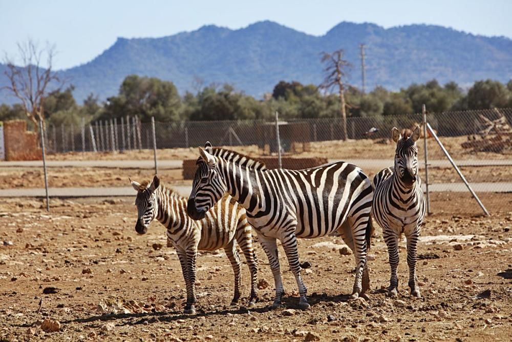 Im Safari Zoo Sa Coma gibt es in diesem Jahr besonders viel Nachwuchs.