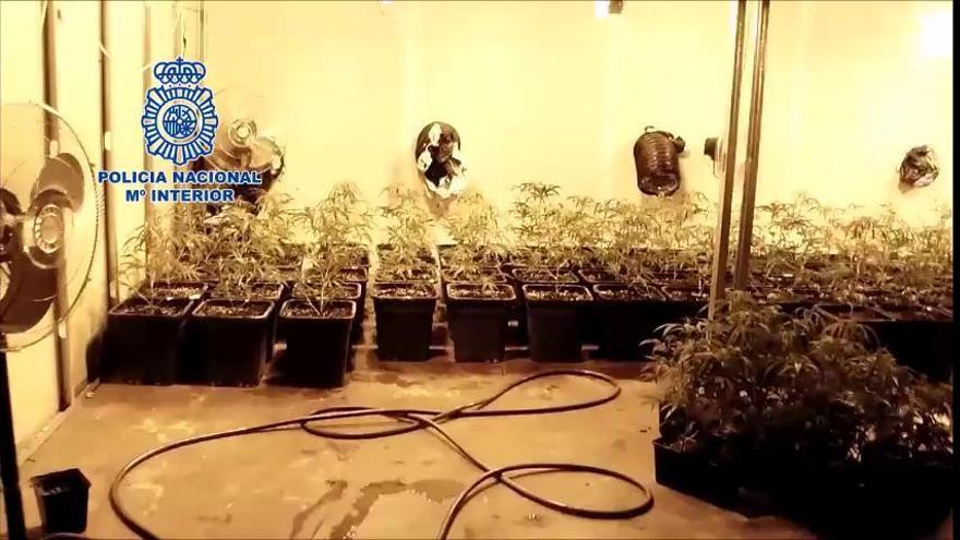 Desmantela un laboratorio-invernadero con 1.949 plantas de marihuana en Antequera