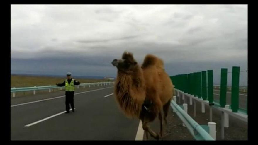 Dos camellos desorientados paralizan el tráfico en una carretera de China