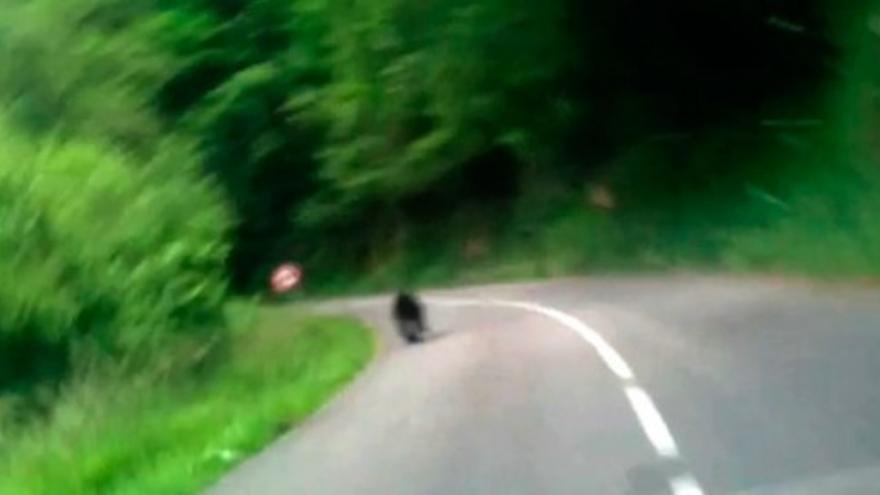 Graban a un oso corriendo en una carretera en Asturias