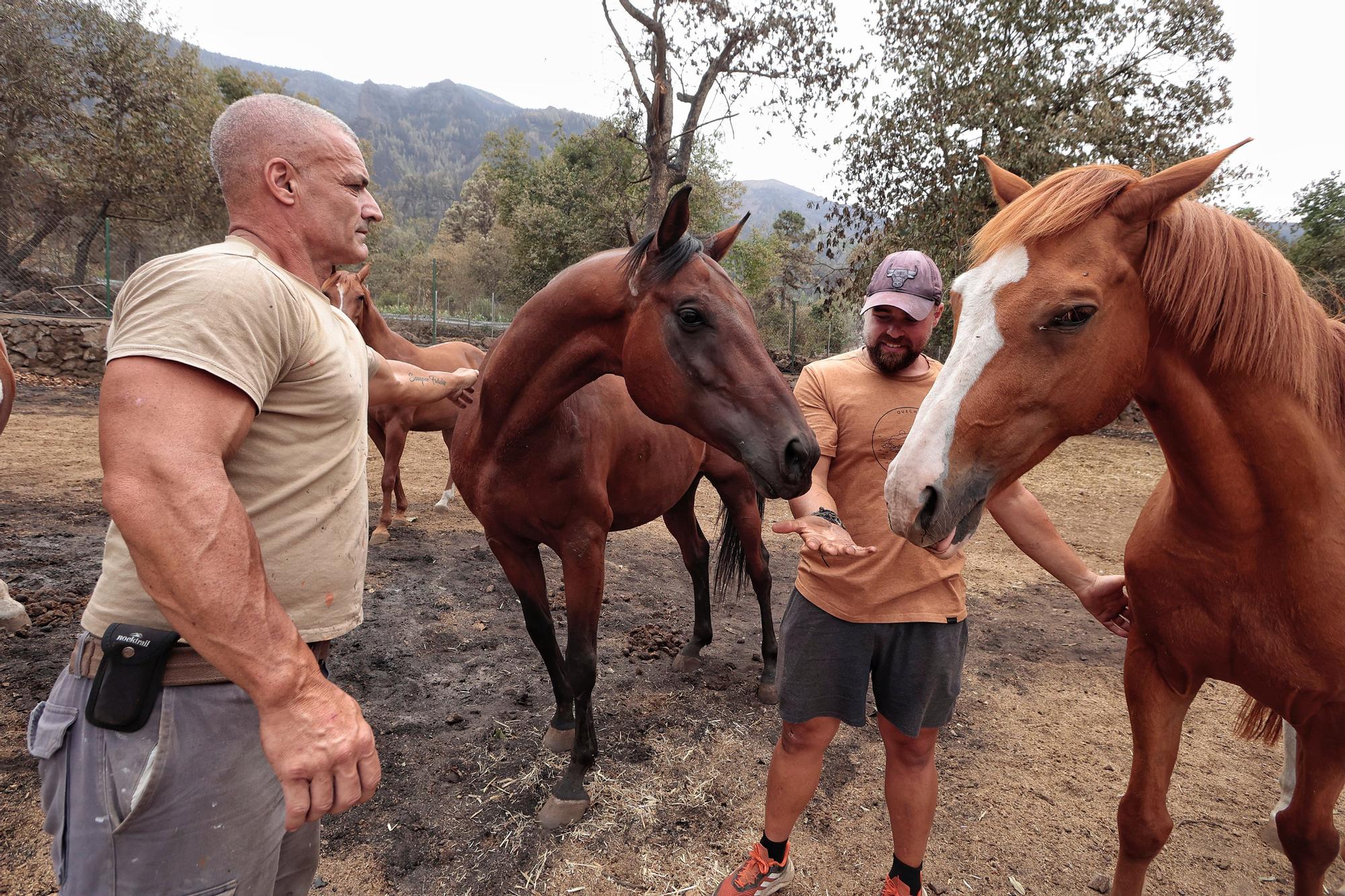 Vecinos de Aguamansa regresan a sus casas tras el incendio en La Orotava