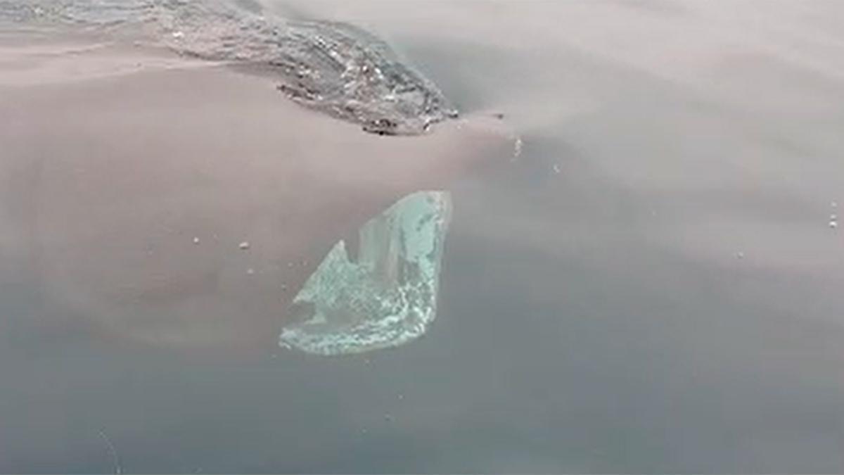 Las espectacularares imagénes de un tiburón peregrino nadando frente a la costa de Coaña