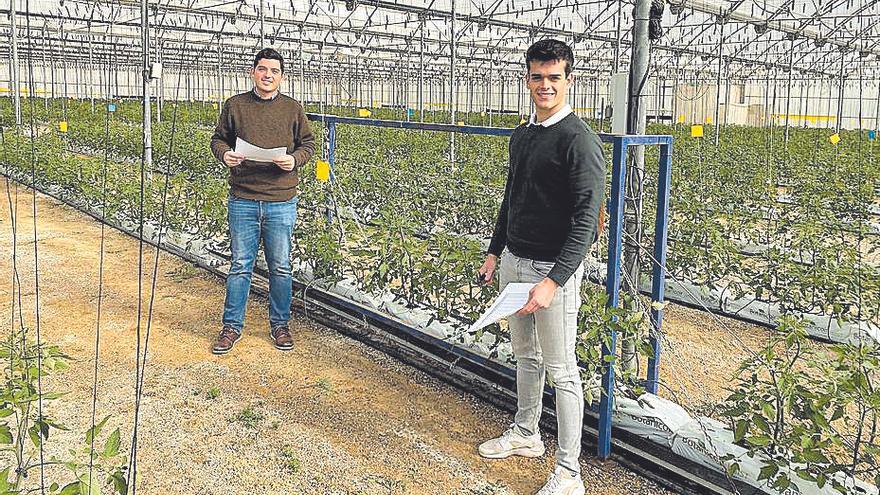 Inteligencia artificial  y robótica para la producción de tomate en la Región