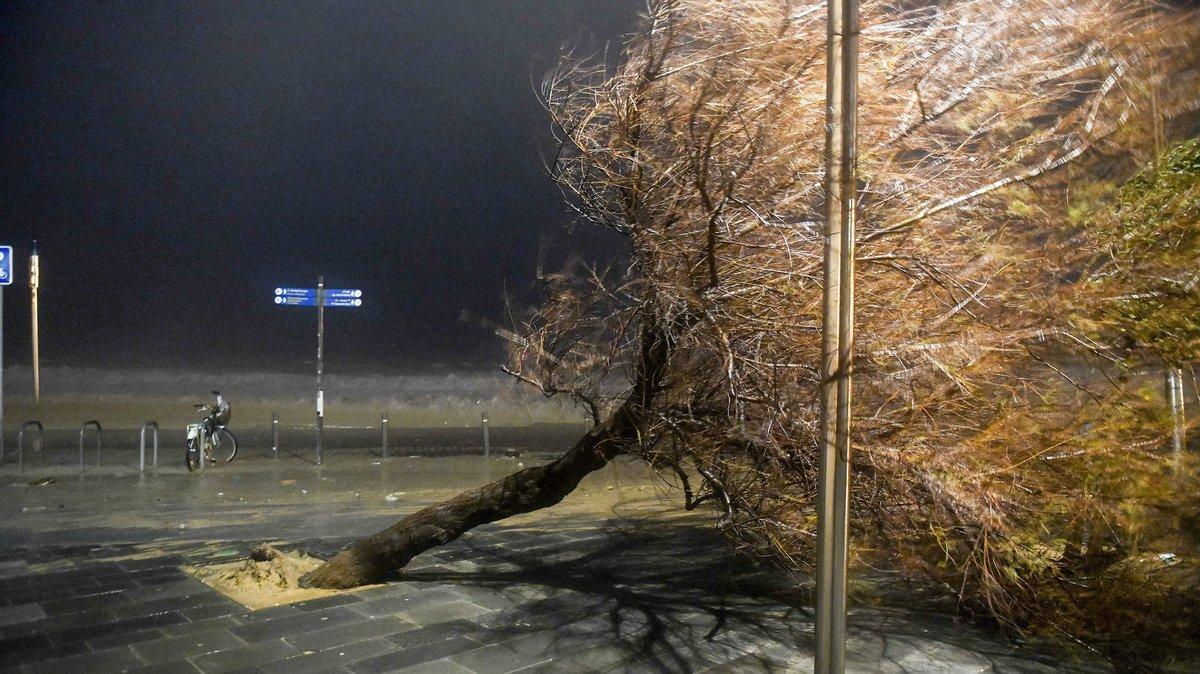 Un árbol arrancado de cuajo por el temporal ’Gloria’ en el paseo Marítimo de la Barceloneta, este martes.