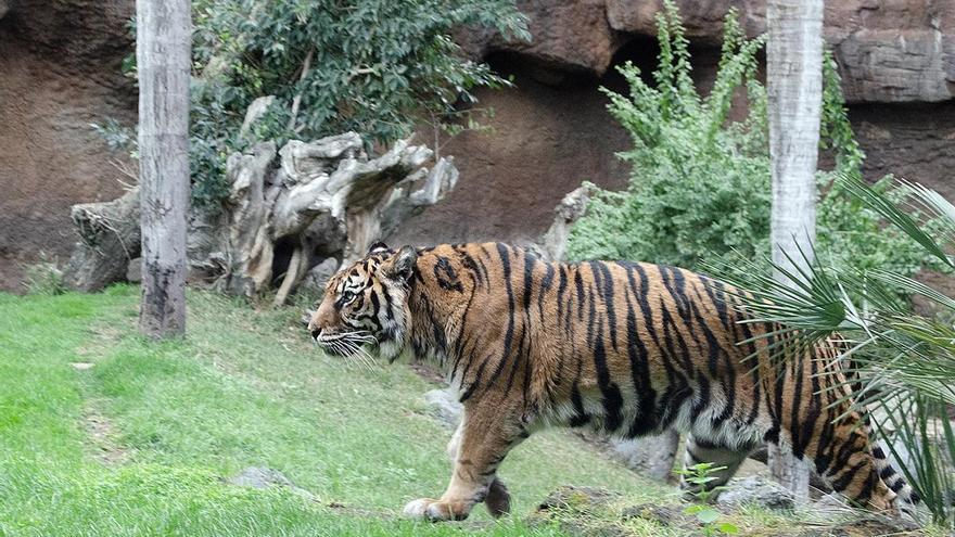 Fallece Asmara, la tigresa de Bioparc Fuengirola