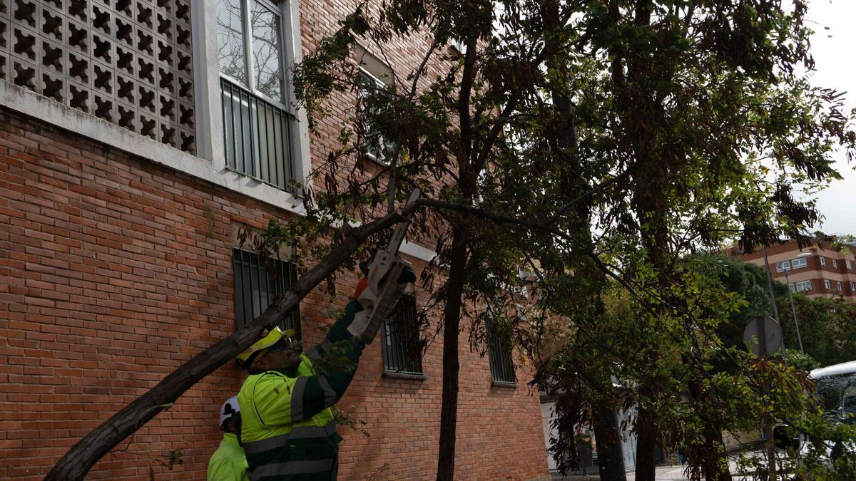 Un operario de jardines cuidando de un árbol