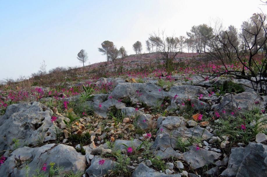 Las flores salpican la Granadella.