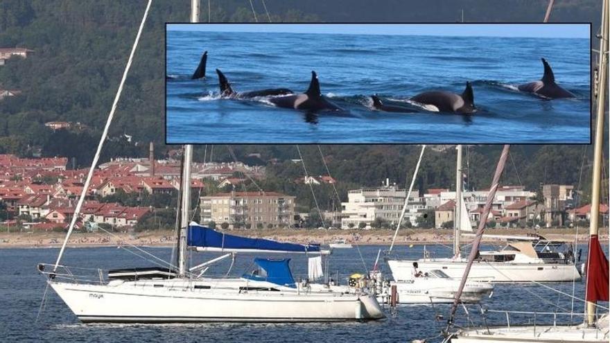 Un científico testigo de los ataques de las orcas de la ría de Vigo: «Cando ven un velero que navega veloz o intentan parar»