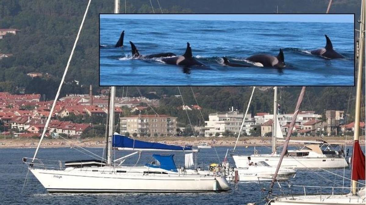 Un científico testigo de los ataques de las orcas en la ría de Vigo: «Cando ven un velero que navega veloz, inténtano parar»