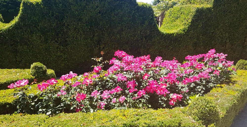 Rosa "Castell d'Alaquàs" en el palacio Casa Mateus de Oporto.