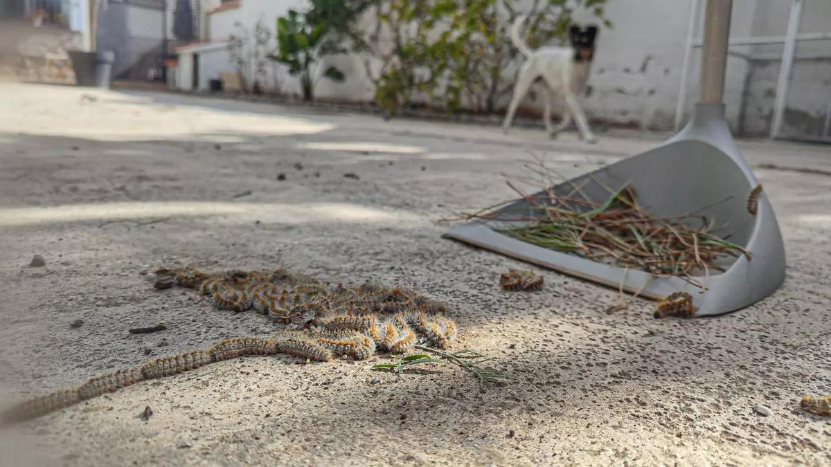 La procesionaria es una oruga que baja de los pinos en hileras para enterrarse en la tierra, donde se convertirá en polillas