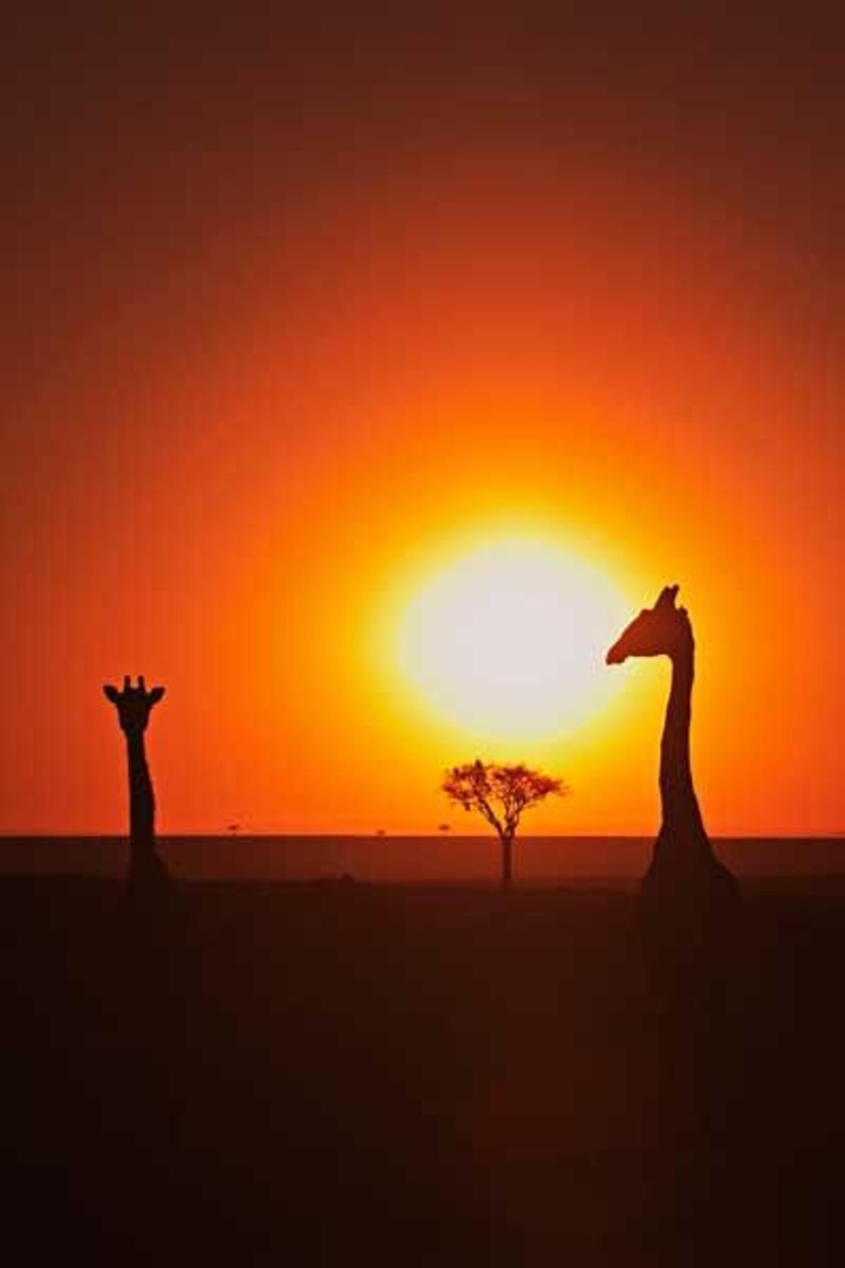 Las jirafas del Masai Mara (Kenia) también se levantan al amanecer.