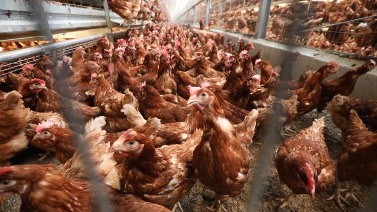 Así han aumentado los precios de los huevos respecto a abril de 2024.