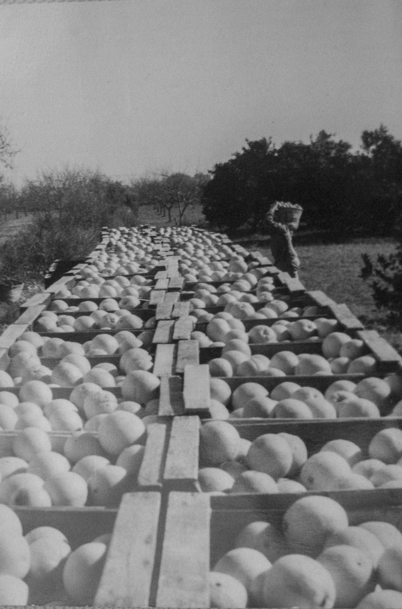 Así se recogía la naranja en la Ribera hace 60 años