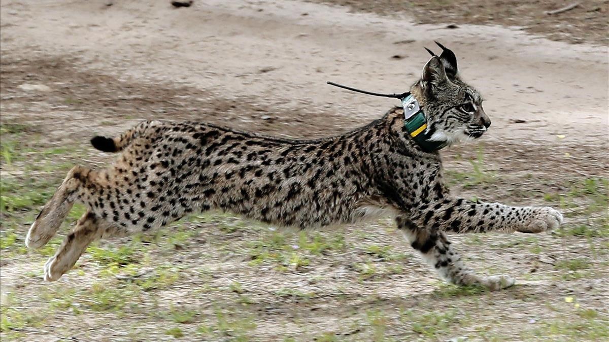  primera suelta de lince del ano 2019 hoy en el Espacio Natural de Donana