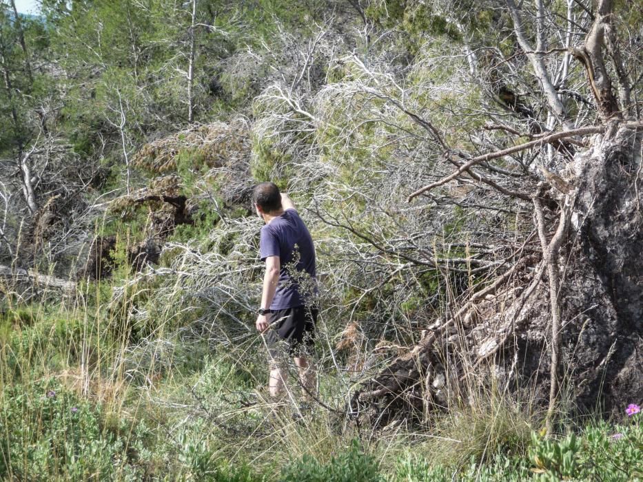 La falta de personal y la envergadura de los daños causados por la borrasca Gloria han impedido retirar los árboles en el parque natural, más allá de en caminos y pistas.