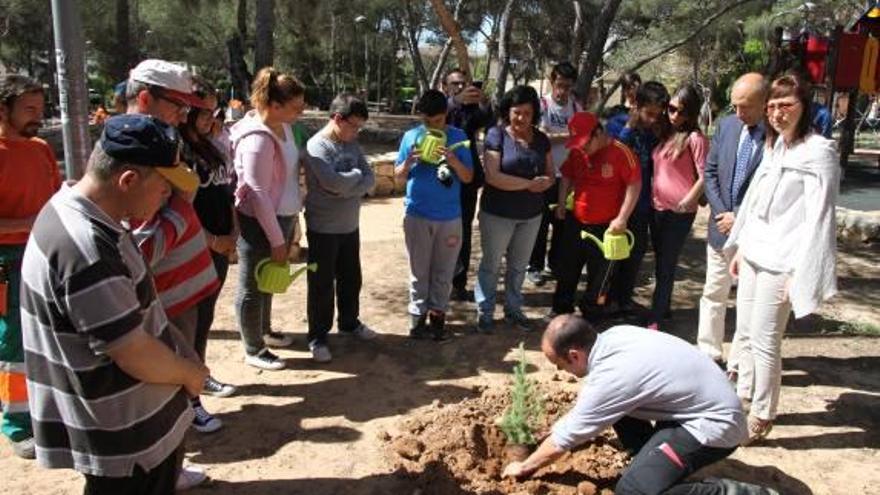 Paterna sustituye 591 pinos afectados por el «tomicus»