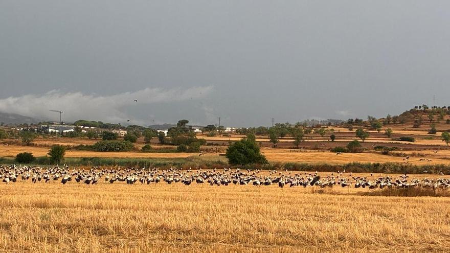 Les cigonyes es refugien de la pluja al pla de Bages
