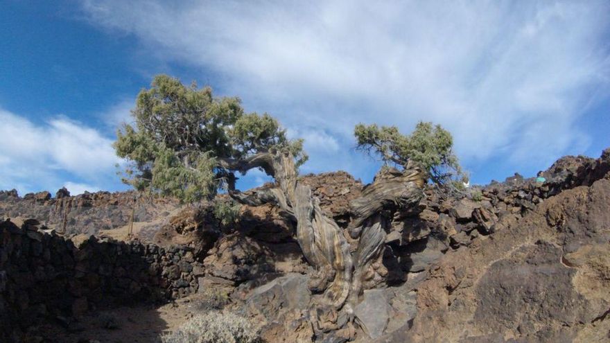 The Cabildo invests 700,000 euros for the conservation of cedars on Teide