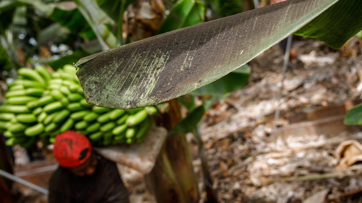 Una platanera llena de ceniza, mientras un agricultor recoge una piña de plátanos