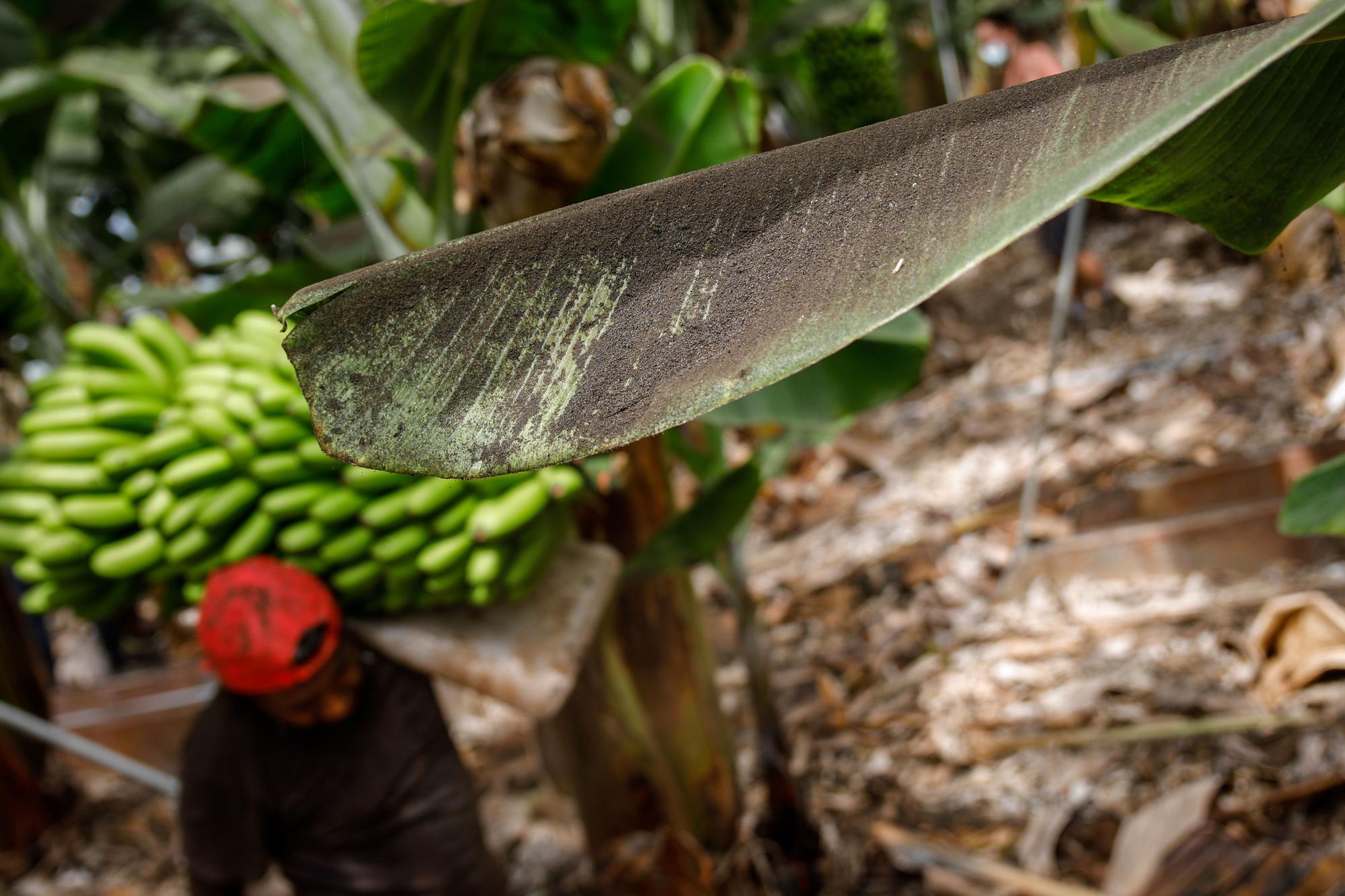 Una platanera llena de ceniza, mientras un agricultor recoge una piña de plátanos