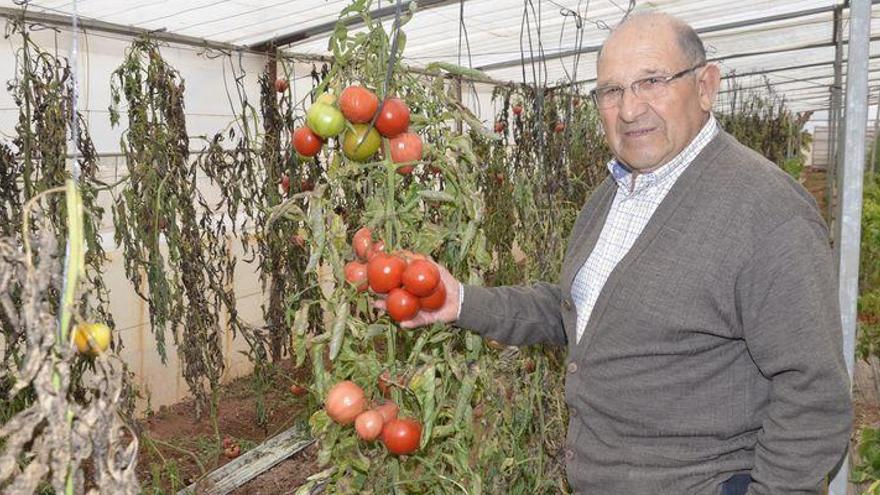 Después de la naranja Clemenules llega el tomate Moncofina