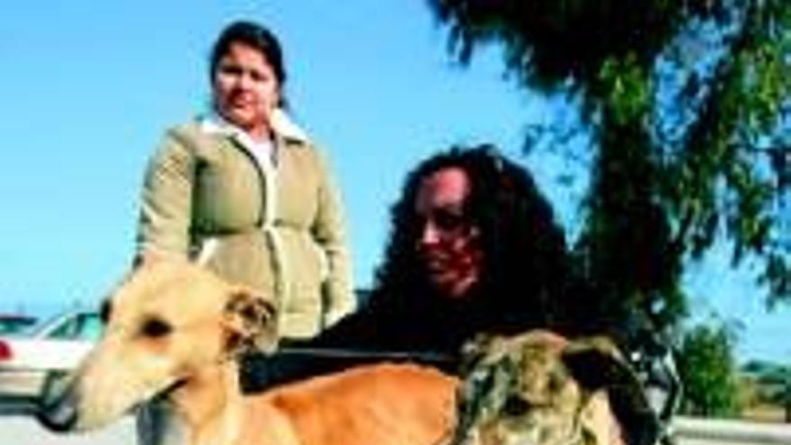 Arca de Noé pide facilidades para poder esterilizar animales - Diario  Córdoba