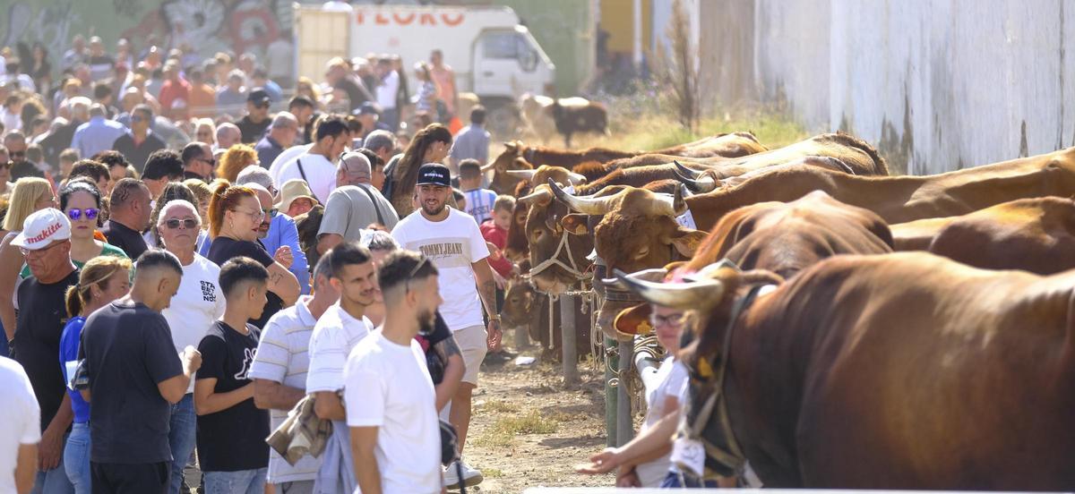 La Fiesta de la Inmaculada en Jinámar