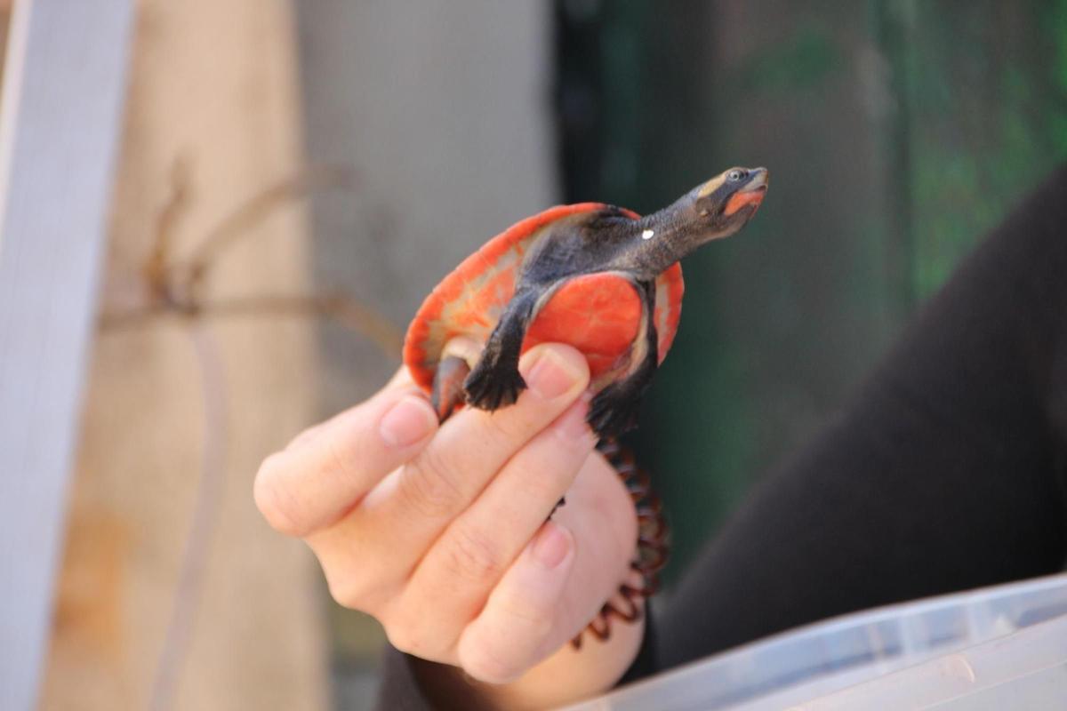 Juzgan a una pareja por tener en Mallorca el mayor criadero ilegal de tortugas de Europa