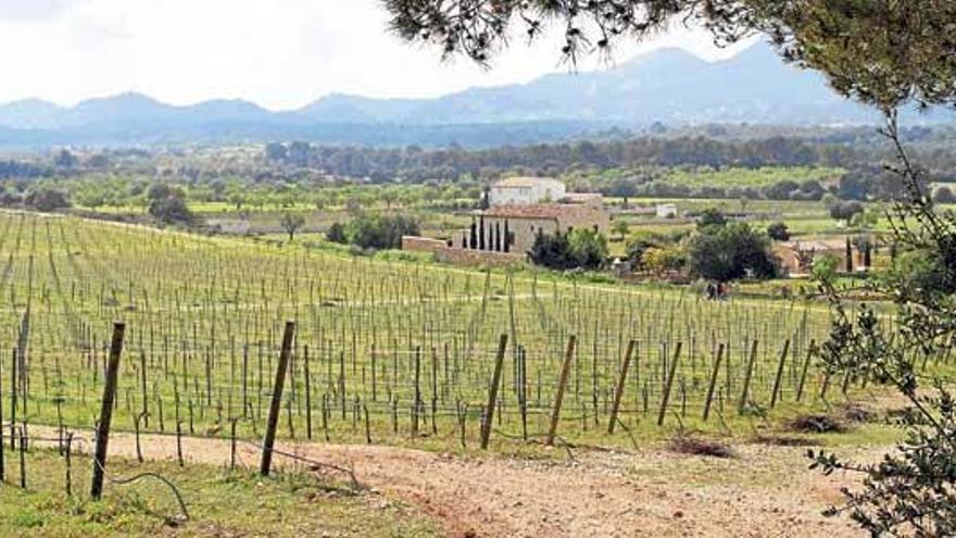 Panorámica de las actuales 64 hectáreas de viñedo sembrado en la finca de Son Macià.