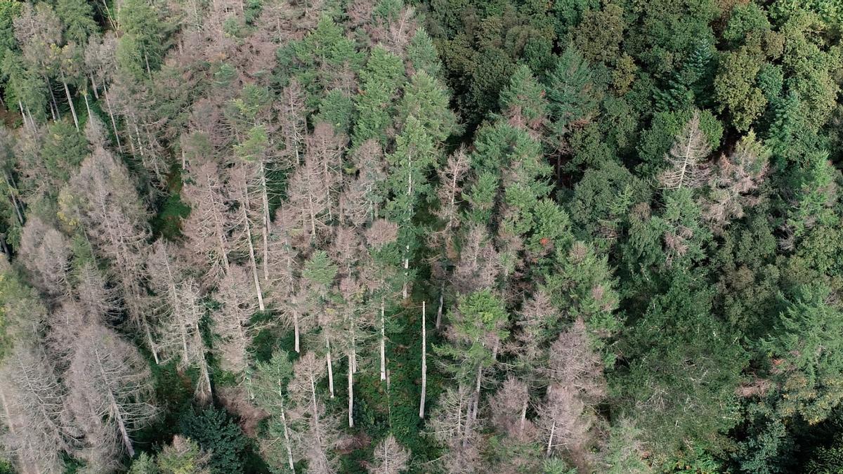 Un bosc que té arbres malalts a causa de patògens exòtics