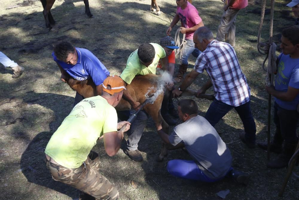 La cita confirma la recuperación de la cabaña de la Serra da Groba con 400 caballos rapados y marcados a fuego en una jornada de fiesta con cientos de espectadores