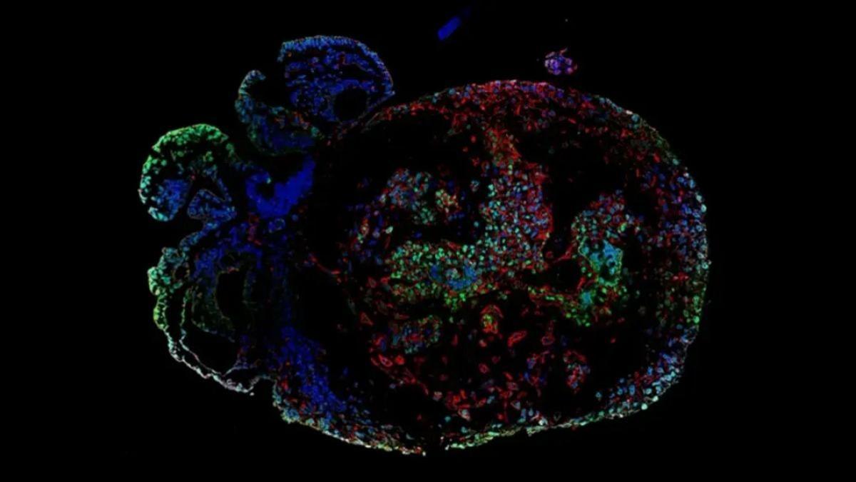 Embrión de mono teñido con tintes fluorescentes. El rojo y el verde denotan células en la capa externa del embrión.