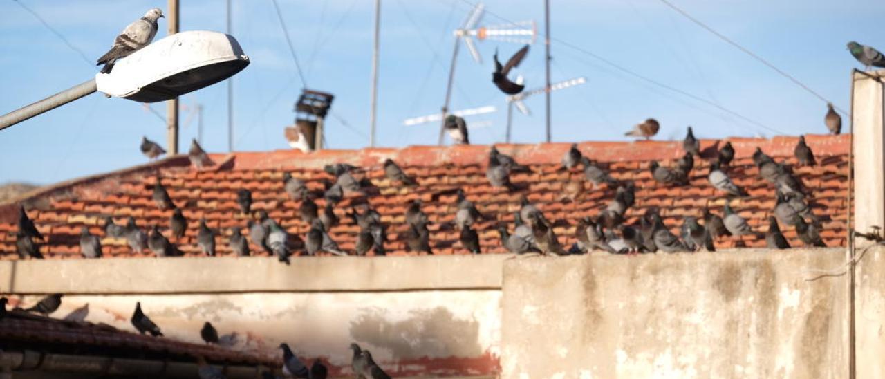 La masiva presencia de palomas en Las 300 está ocasionando problemas en el barrio y los vecinos reclaman una solución a la Mancomunidad.