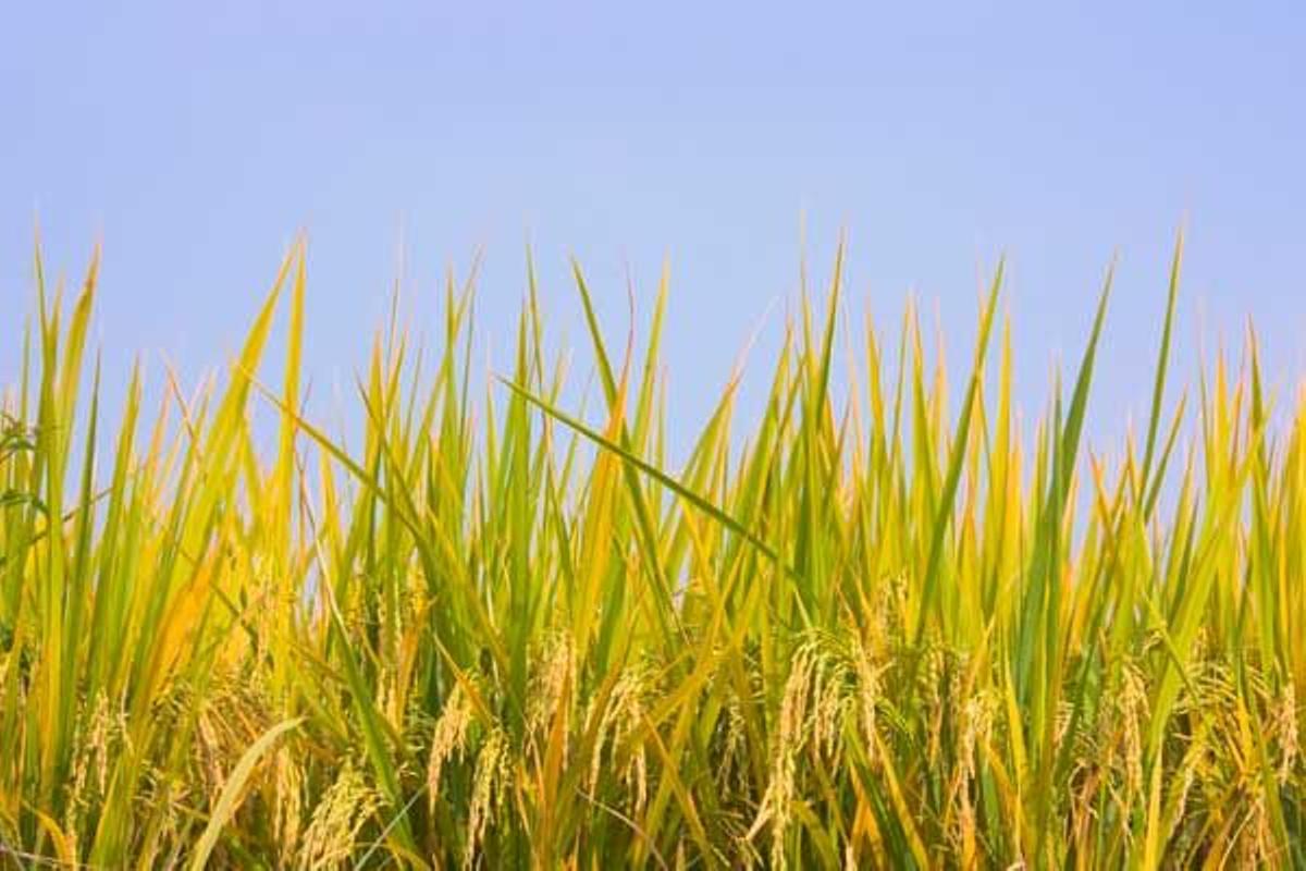 Plantación de arroz en los alrededores de Yangshuo.